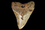 Fossil Megalodon Tooth - North Carolina #98985-1